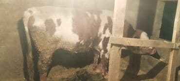 Аквариумы: Продаю | Бык (самец) | На откорм, На забой, Для разведения | Привязанные — 3