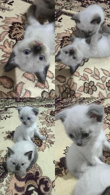 Котята с необычной окраской поинт (светлое тело, тёмные ушки, хвост и at lalafo.kg Котята с необычной окраской поинт (светлое тело, тёмные ушки, хвост и