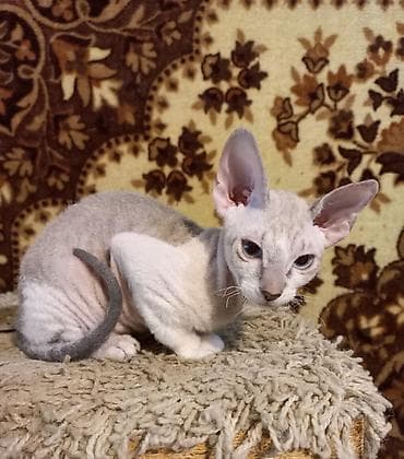 свинкс кот: Голубоглазые 3-х месячные котята донских сфинксов мальчик и девочка — 5
