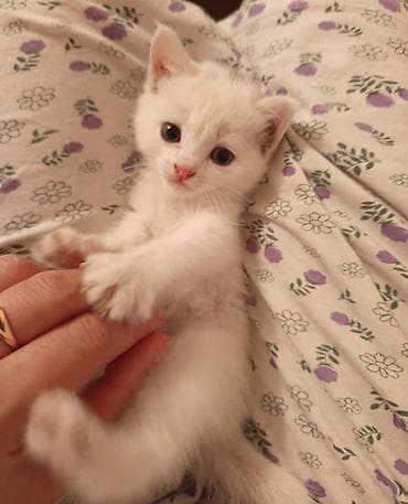 bb kitty бишкек: Мышык бекер берилет: Ангор, 1 айлык, Ургаачы — 5