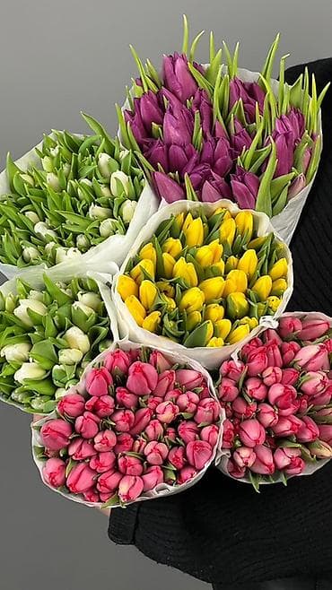доллар цветы: Тюльпаны оптом — прямые поставки из Голландии - Цена: 70 сом за штуку — 3