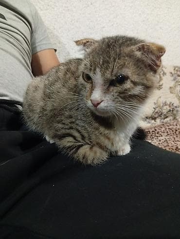 далматинец собака: Американская короткошёрстная, 2 месяца, Девочка — 8