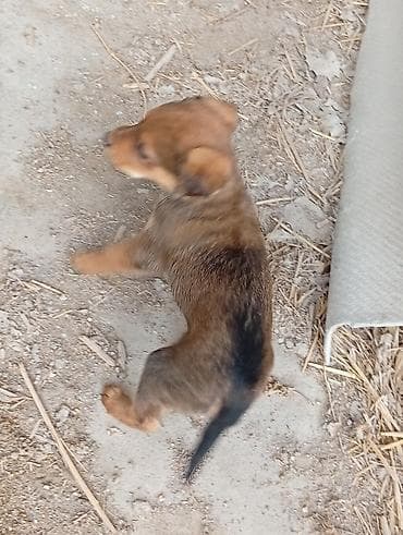 щенки ротвейлер: Щенки помеси (метисы), помет из 5 малышей. Окрас преимущественно рыжий — 6