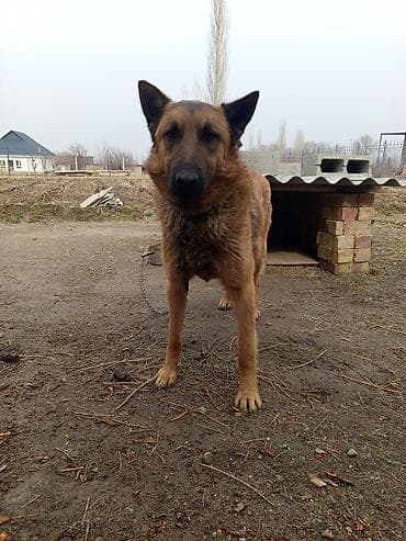 собаку хаски: Бельгийская овчарка, 1 год, Самец, С прививкой — 5