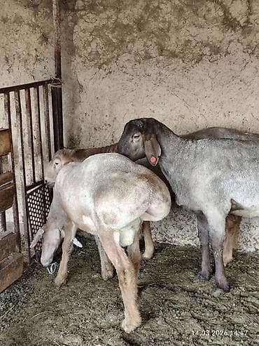 Продаю | Баран (самец) | Для разведения | Племенные — 7