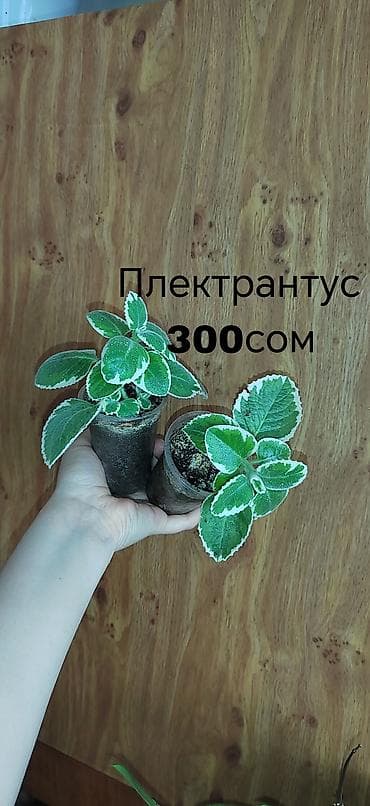 фикус триангулярис: Комнатные растения — саженцы и черенки. 1) Живое дерево (лечебное) — — 7