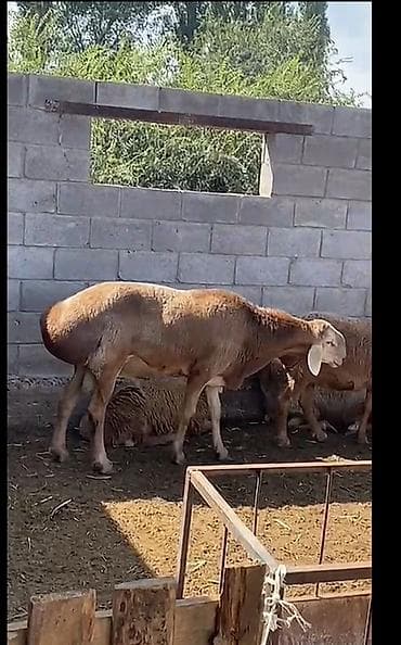 кролик фландер: Продаю | Овца (самка) | Для разведения | Матка — 2