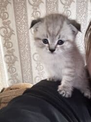 бенгальский леопардовый кот: НА БРОНЬ ! Шотландские вислоухие котята 🐱 Мальчик 1,5 месяца — 1