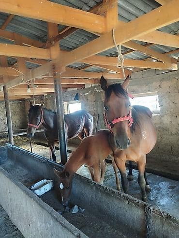 купить салому: Продаю | Кобыла (самка) | Для разведения | Племенные — 2