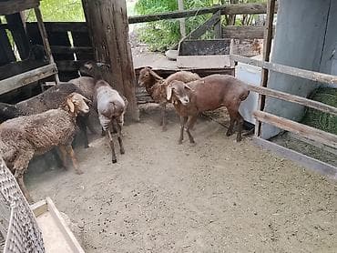 сойушка кой: Продаю | Овца (самка) | Для разведения — 3
