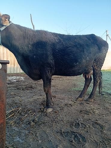 хорошие коровы: Продаю | Корова (самка) | Для молока | Привязанные — 2