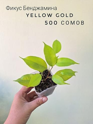 отдам даром комнатные цветы: 🌿 Комнатные растения/цветы (детки/молодые растения). 🪴 Названия и цены — 10
