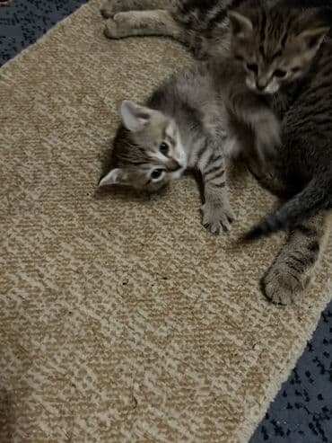 купить шотландский вислоухий: Полосатые котята Порода Шатланка - Пушистые малыши с классическим — 6