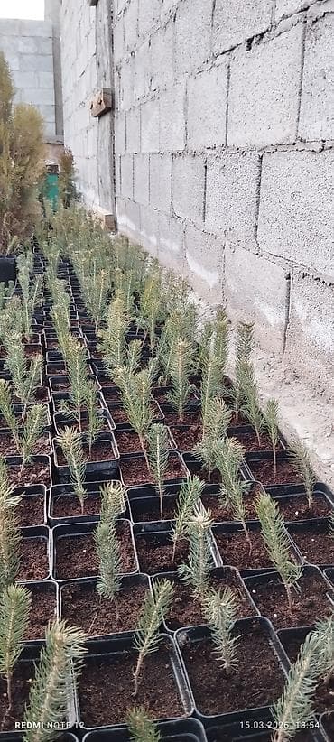 афган казан: Голубой ел көчөттөрү . 600 шт даяр горошокто . 350 сомдон . баарын — 7