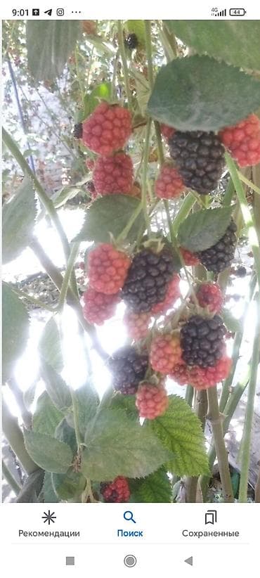 куриные спинки: Ежевика (саженцы сорта крупноплодного типа) - Крупные кисти с ягодами — 3