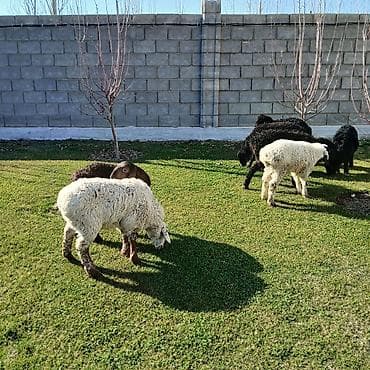 Аквариумы: Продаю | Овца (самка) | Для разведения | Ярка — 8