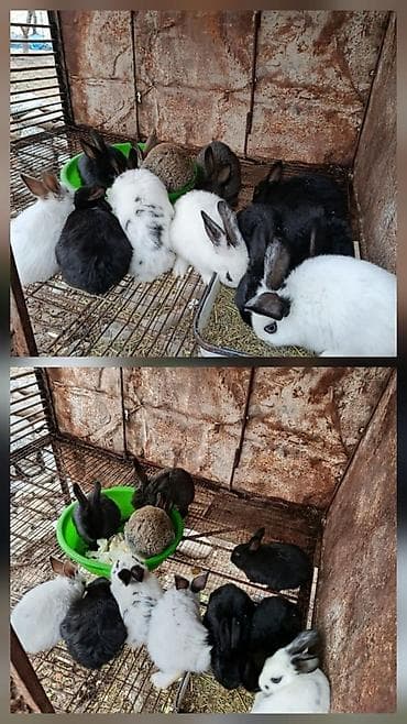 Продаю | Крольчата | Для разведения | Племенные