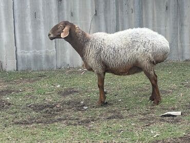 продажа домашних животных: Продаю | Овца (самка), Ягненок, Баран (самец) — 6