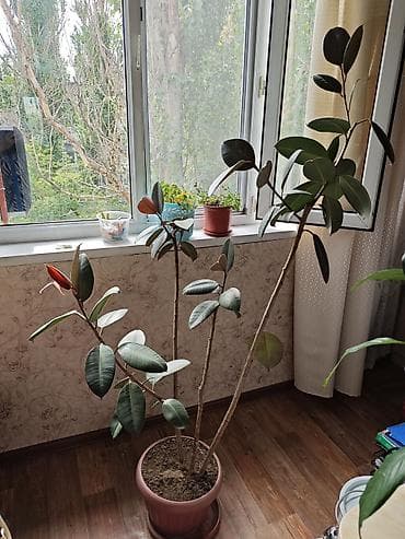 Фикус эластика (Ficus elastica, каучуконосный) в горшках. Описание: - at lalafo.kg Фикус эластика (Ficus elastica, каучуконосный) в горшках. Описание: -