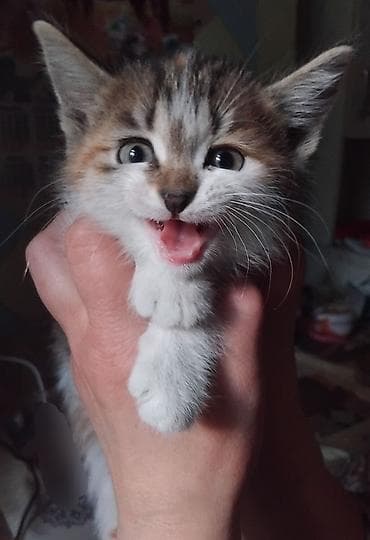 кошка манчкин: Кошка даром: Беспородная, 1 месяц, Девочка, Приучена к лотку — 1