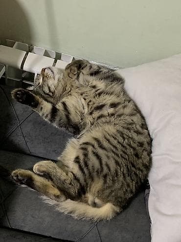 Продажа кошек: Даром кот
Отдам в хорошие руки — 1