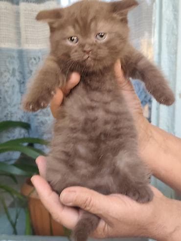 коты бишкек: Британские короткошёрстные котята - Порода: британская — 3