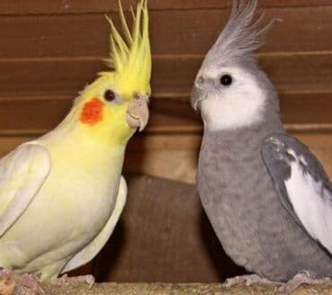 А/ч жаныбарлары үчүн тоюттар: Белощекие кареллы хорошо учатся говорить и приручаются к рукам. Так же — 6