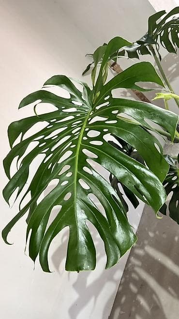 Комнатные растения: Монстера делициоза (Monstera deliciosa), крупное взрослое комнатное — 4