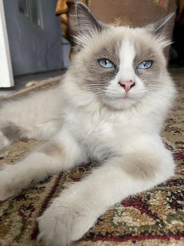кошка котёнок: Рэгдолл, 6 месяцев, Мальчик, Приучена к лотку — 3