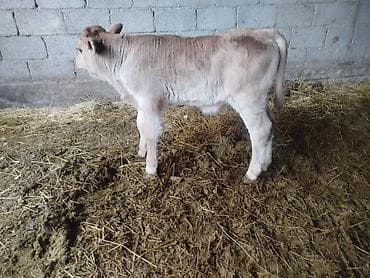 ат кунан: Продаю | Бык (самец) | На откорм — 2