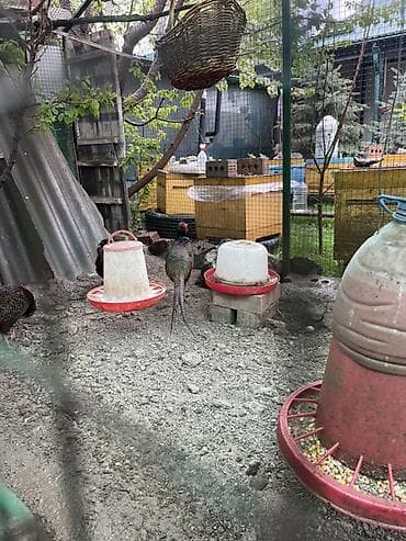 кошка домашняя: Инкубационные яйца фазана (порода румынские и есть еще охотничья — 5