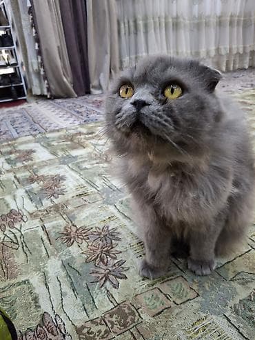 Скотиш Фолд (Шотландская вислоухая), 1 год, Мальчик, Серый, Приучена к лотку