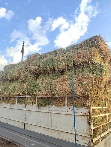 домашний индюк цена: Первый укос Свежий Беде/Клевер Аралаш чоп/Разнотравье Есть разные — 6