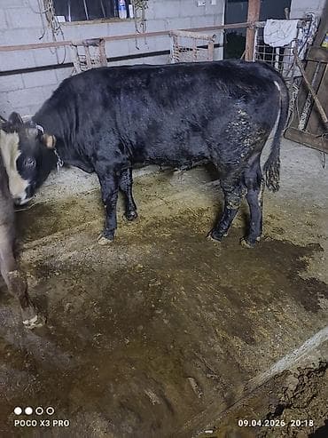 откорм база: Продаю | Бык (самец) | Полукровка | На откорм | Привязанные — 1