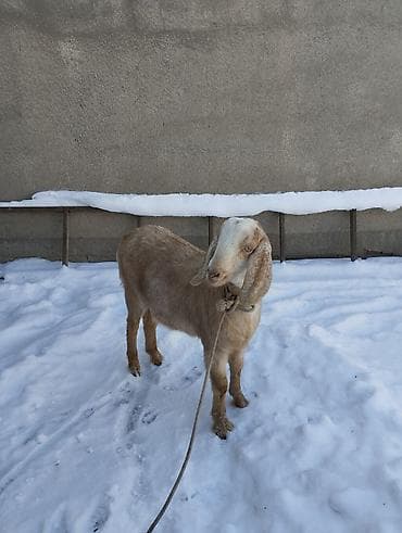 ата журт п: Продаю казу самка 7 месяцев породы битал племеная цена 24.000 тысячи — 5