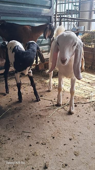 сиамские кошки котята: Продаю | Козлёнок | Нубийская | Для разведения — 3