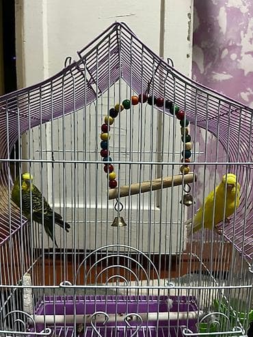 продаю кролятники: Волнистые попугаи с комплектом клетки и аксессуаров. - Пара волнистых — 2