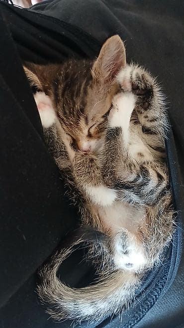 d cat: Котёнок тигрового окраса отдам даром в добрые руки - Полосатый — 2