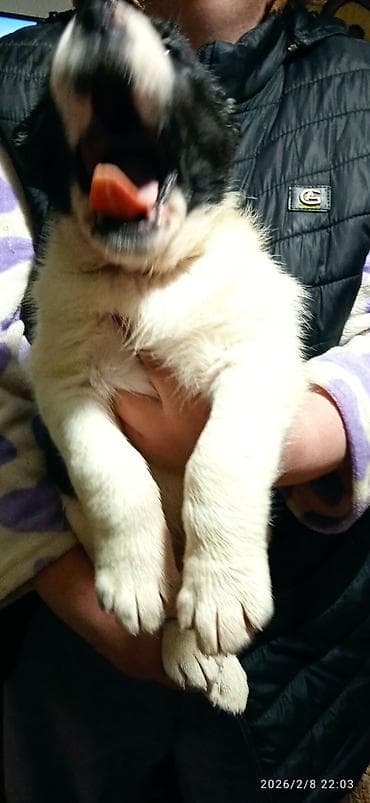 собака купить: Щенки крупной породы (тип алабая/среднеазиатской овчарки), мощного — 10