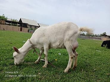 живые дрожи: Продаю | Коза (самка) | Для разведения | Котные — 3