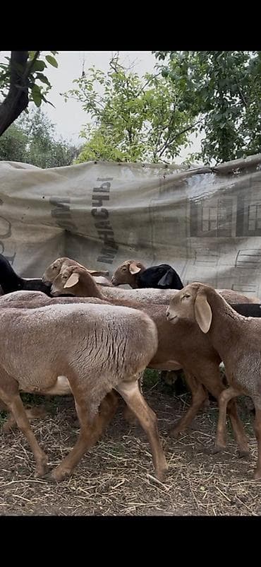 кошка сфинкс с шерстью: Продаю | Овца (самка), Ягненок | Арашан | Для разведения | Матка, Ярка — 2