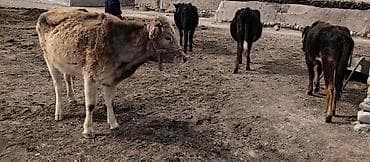 заливка монолита: Сантехник. Больше 6 лет опыта — 4