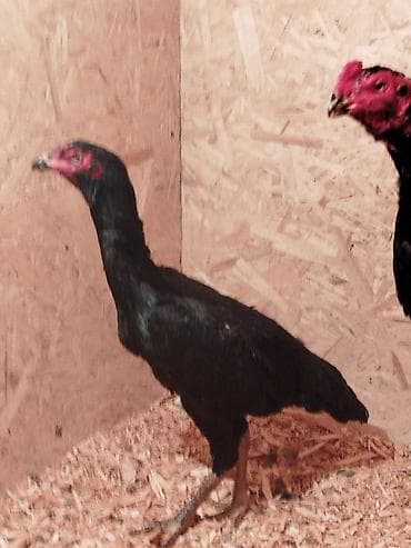 горные лыжи бу из европы: Электровелосипед, Б/у — 2