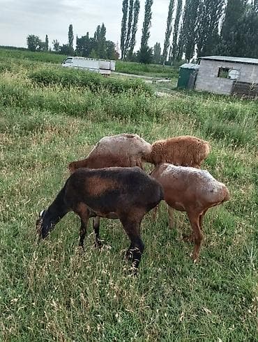 кролики крольчата: Продаю | Овца (самка), Ягненок, Баран (самец) | Полукровка | На забой, Для разведения | Матка, Ягнившаяся — 7