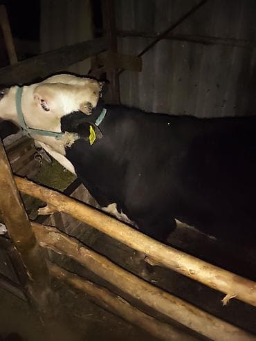 экзотические животные купить: Продаю | Бык (самец) | Для разведения | Привязанные — 1