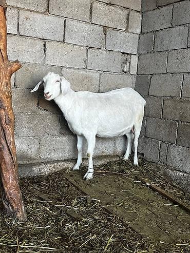 Продаю | Коза (самка) | Нубийская | Для молока