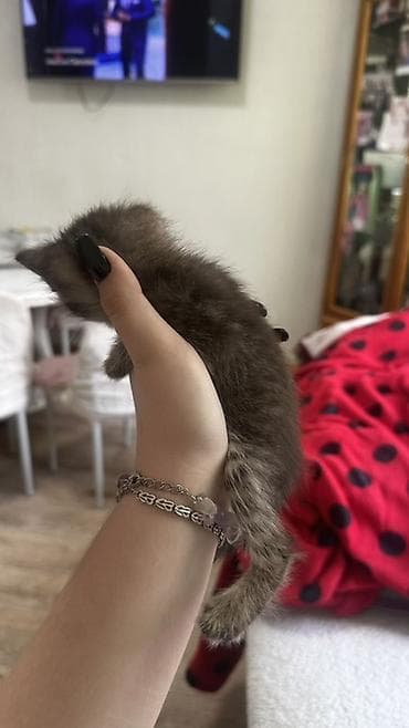сколько стоят сиамские котята: 3 Сиамских котёнка с колор-пойнт окрасом (светлое тело, тёмные ушки — 6