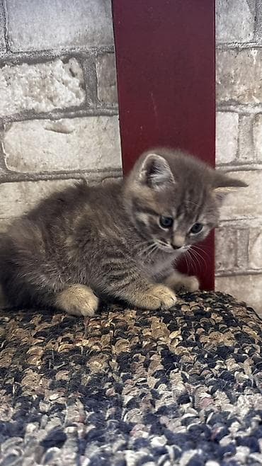 голубая кошка: 2 месяца, Девочка, Серый, Приучена к лотку — 4