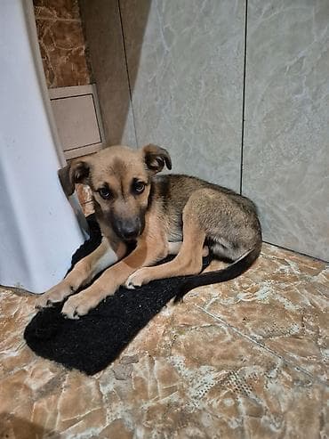 продаю собачку: Собака даром: 3 месяца, Самец — 3
