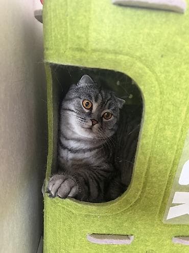 скоттиш фолд, купить: Кошка даром: Скотиш Фолд (Шотландская вислоухая), 3 года, Мальчик, Кастрирована, Приучена к лотку, Проглистована — 4